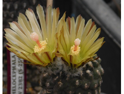 Neochilenia napina PV 2382 - 10 семян