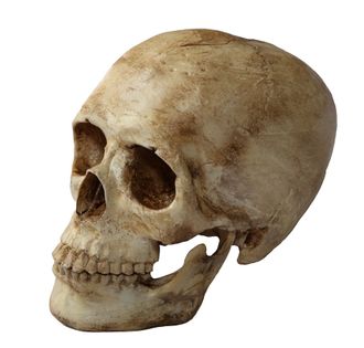 череп человека, человеческий череп, черепок, кость, зубы, skull, голова, мертвец, останки, скелет