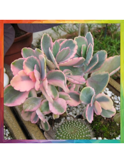 Kalanchoe fedtschenkoi 'Variegata'