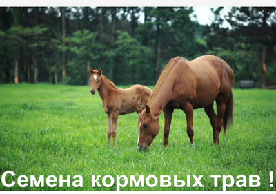 Семена кормовых травосмесей  "Для лошадей" 100 кг