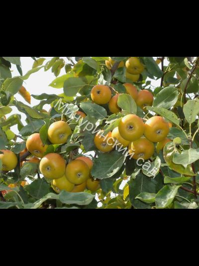 Сорбопирус, 1год, ЗКС