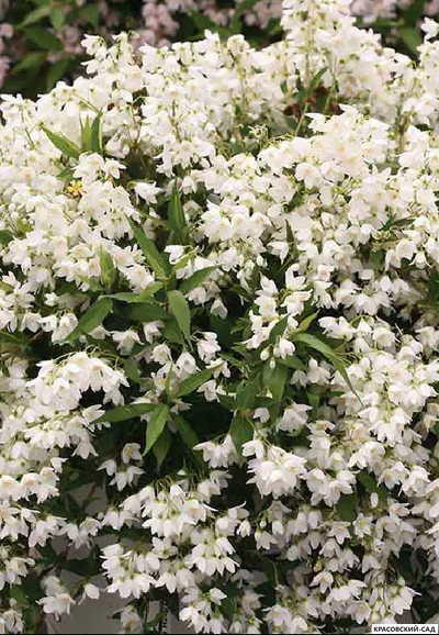 Дейция гибридная Юки Сноуфлейк