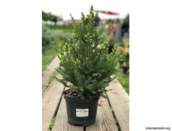 Ель Виллс Цверг - Wills Zwerg