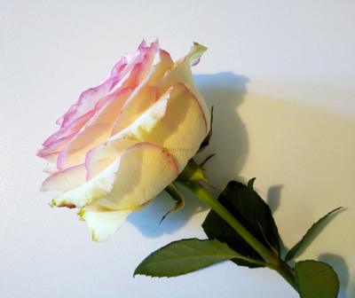 "Лепесток розы Эсперанс" силиконовый молд  (вайнер)