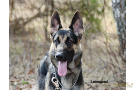 Падишах и Паулия (Барталина Каскад х Ренджин -ЦВЕО)