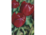 Тюльпан "Андалусия"