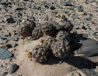 Tephrocactus fiambalensis aff. VG-1846 - 5 семян