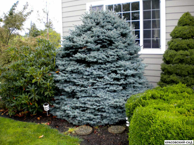 Ель Монтгомери - Montgomery