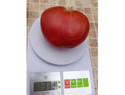 Томат Бабушкино бычье сердце