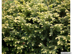 Тис ягодный Элегантиссима - Elegantissima