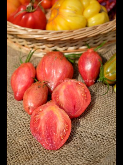 Томат Полосатый Тюльпан, 5 шт