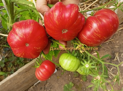 Томат Диковинный цветок розовый