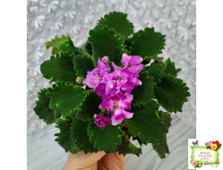 LV-Крапивка (Л. Шевелева) 2024 г. (лист посажен 01.11.25)