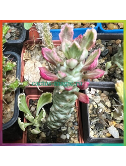 Monadenium stapelioides v.variegata