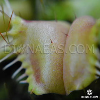 Dionaea muscipula Angel Wings