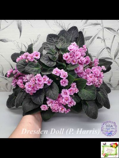 Dresden Doll (P. Harris) (7259) 11/24/1989 трейлер