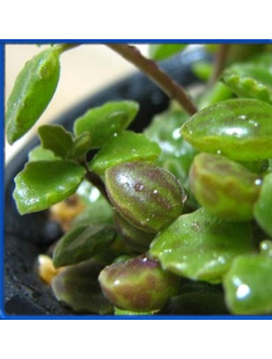 Plectranthus prostratus