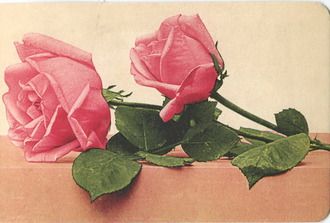 62. Розы