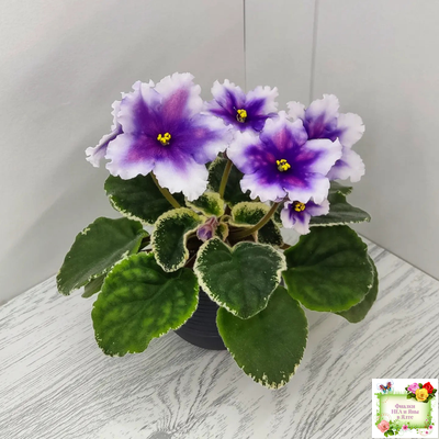 РС-Успех (С.Репкина) 2019 г.