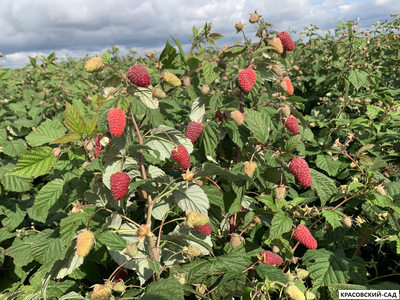 Малина Малиновая Гряда ремонтантная