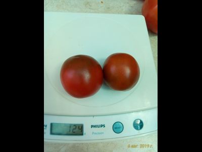 Томат Словенский черный  (Slovenian Black) США