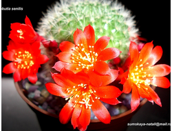 Rebutia senilis (красные цветки)