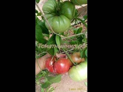 Томат Полярная звезда, (Поларис, Polaris)