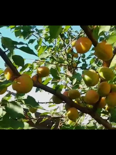 Абрикос,персик  саженцы (наличие в садовом центре)