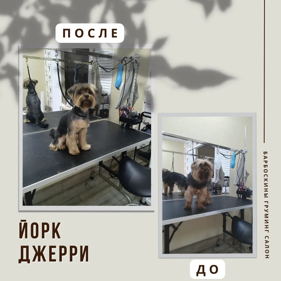 Йорк ДЖЕРРИ