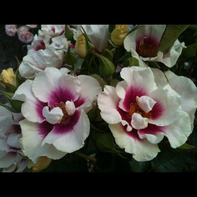 Си Ю ин Пёрпл (See You in Purple)