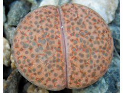 Lithops fulviceps C170 - 10 семян