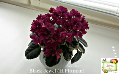 Black Jewel (H.Pittman) 02/14/04