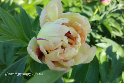 Пион Callies Memory(Келлис Мемори)