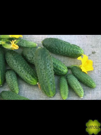 ОГУРЕЦ "ЩЕДРИК F1" (саженец 3-4 листа) (для теплицы и открытого грунта, неприхотливый, вкусный без горечи)