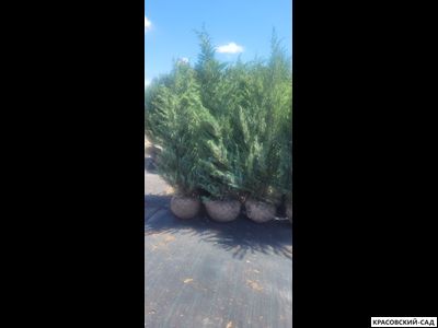 Можжевельник Мунглоу - Moonglow