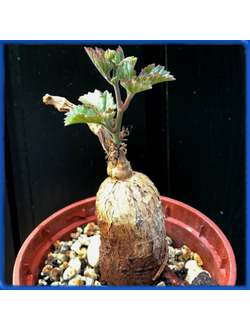 Cyphostemma sp. Ngare Mara
