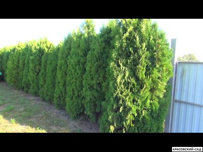 Туя Кинг Смарагд - King of Smaragd