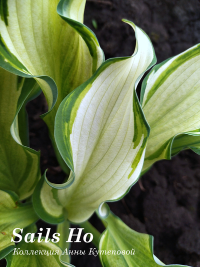 Хоста Sails Ho