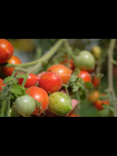 Томат Fuzzy Wuzzy (Фузи Вузи), 10 шт