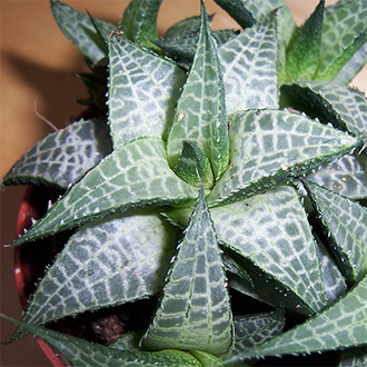 Haworthia tesselata (Хавортия шахматная)