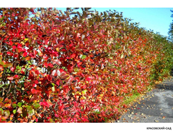 Арония черноплодная