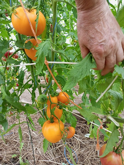 Томат Ранний оранжевый Розали (Rosalie’s early orange), США