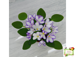 2А-Проба Пера (Е. Кольцова) 2024 г. (сортовая розетка)