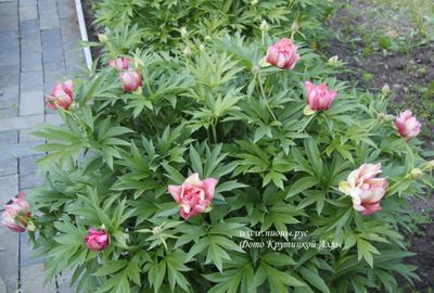 Пион Julia Rose (Джулия Роуз)