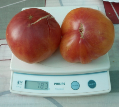 Томат Загадка природы