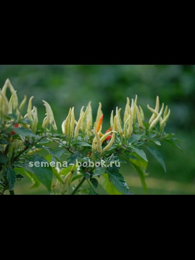 Перц острый Ушу (Ushu), 10 шт