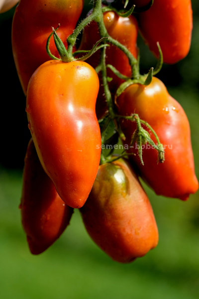 Томат Черный перец (Black Pepper), 10 шт