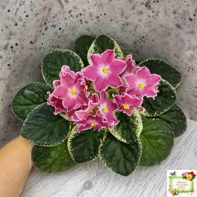 НД-Наталка-Полтавка (Н. Данилова-Суворова) 2018 г.