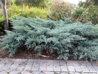 Можжевельник виргинский Грей Оул - Grey Owl