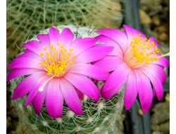 КАКТУСЫ  семена (Cactus seeds)